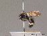  ( - BC ZSM HYM 10846)  @11 [ ] CreativeCommons - Attribution Non-Commercial Share-Alike (2010) Stefan Schmidt SNSB, Zoologische Staatssammlung Muenchen