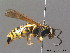  ( - BC ZSM HYM 10200)  @13 [ ] CreativeCommons - Attribution Non-Commercial Share-Alike (2010) Stefan Schmidt SNSB, Zoologische Staatssammlung Muenchen