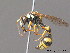  ( - BC ZSM HYM 10211)  @14 [ ] CreativeCommons - Attribution Non-Commercial Share-Alike (2010) Stefan Schmidt SNSB, Zoologische Staatssammlung Muenchen