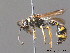  ( - BC ZSM HYM 10215)  @13 [ ] CreativeCommons - Attribution Non-Commercial Share-Alike (2010) Stefan Schmidt SNSB, Zoologische Staatssammlung Muenchen