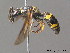  ( - BC ZSM HYM 10216)  @13 [ ] CreativeCommons - Attribution Non-Commercial Share-Alike (2010) Stefan Schmidt SNSB, Zoologische Staatssammlung Muenchen