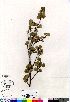  (Betula glandulosa - Dabbs_146_CAN)  @11 [ ] Copyright (2011) Canadian Museum of Nature Canadian Museum of Nature
