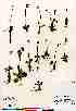  ( - Gillespie_6806)  @11 [ ] Copyright  Canadian Museum of Nature Unspecified