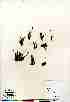  ( - Gillespie_6903)  @11 [ ] Copyright  Canadian Museum of Nature Unspecified