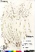  ( - Saarela_1566_CAN)  @11 [ ] Copyright (2012) Canadian Museum of Nature Canadian Museum of Nature