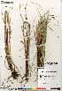  (Carex aquatilis var. aquatilis - Saarela_1548_CAN)  @11 [ ] Copyright (2012) Canadian Museum of Nature Canadian Museum of Nature