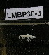  ( - LMBP30-003)  @11 [ ] Unspecified (default): All Rights Reserved  Unspecified Unspecified