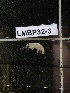  ( - LMBP32-003)  @13 [ ] Unspecified (default): All Rights Reserved  Unspecified Unspecified