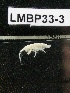  ( - LMBP33-003)  @11 [ ] Unspecified (default): All Rights Reserved  Unspecified Unspecified