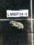  ( - LMBP34-001)  @11 [ ] Unspecified (default): All Rights Reserved  Unspecified Unspecified