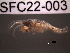  ( - SFC22-003)  @11 [ ] Unspecified (default): All Rights Reserved  Unspecified Unspecified
