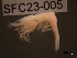  ( - SFC23-005)  @11 [ ] Unspecified (default): All Rights Reserved  Unspecified Unspecified