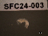  (Hyale perieri - SFC24-003)  @11 [ ] Unspecified (default): All Rights Reserved  Unspecified Unspecified
