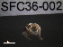  ( - SFC36-002)  @11 [ ] Unspecified (default): All Rights Reserved  Unspecified Unspecified