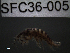  ( - SFC36-005)  @11 [ ] Unspecified (default): All Rights Reserved  Unspecified Unspecified