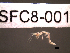  (Caprella acanthifera - SFC8-001)  @13 [ ] Unspecified (default): All Rights Reserved  Unspecified Unspecified