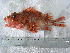  (Scorpaena notata - FCFOP66-12)  @14 [ ] Unspecified (default): All Rights Reserved  Unspecified Unspecified