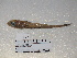  ( - FCFOP70-10)  @11 [ ] Unspecified (default): All Rights Reserved  Unspecified Unspecified
