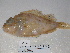  ( - FCFOP66-13)  @13 [ ] Unspecified (default): All Rights Reserved  Unspecified Unspecified