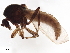  ( - CHARS00403-H05)  @14 [ ] CreativeCommons - Attribution (2020) CBG Photography Group Centre for Biodiversity Genomics