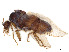  ( - CHARS00499-D10)  @11 [ ] CreativeCommons - Attribution Share - Alike (2023) CBG Photography Group Centre for Biodiversity Genomics