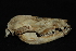  ( - IBUNAM CNMA FAC3615)  @12 [ ] CreativeCommons - Attribution (2009) IBUNAM Unspecified