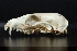  ( - IBUNAM CNMA YHM520)  @12 [ ] CreativeCommons - Attribution Non-Commercial Share-Alike (2011) Fernando A. Cervantes Instituto de Biologia, Universidad Nacional Autonoma de Mexico