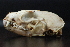  ( - IBUNAM_CNMA_44067)  @11 [ ] CreativeCommons - Attribution Non-Commercial Share-Alike (2011) Fernando A. Cervantes Instituto de Biologia, Universidad Nacional Autonoma de Mexico