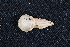  ( - IBUNAM CNMA FAC3634)  @12 [ ] CreativeCommons - Attribution Non-Commercial Share-Alike (2011) Fernando A. Cervantes Instituto de Biologia, Universidad Nacional Autonoma de Mexico
