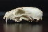  ( - IBUNAM_CNMA_FAC_3530)  @12 [ ] CreativeCommons - Attribution Non-Commercial Share-Alike (2011) Fernando A. Cervantes Instituto de Biologia, Universidad Nacional Autonoma de Mexico
