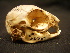  ( - IBUNAM 40389)  @11 [ ] CreativeCommons - Attribution (2009) IBUNAM Unspecified