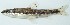  (Nannocharax dageti - AES23_GKE-B077)  @11 [ ] Unspecified (default): All Rights Reserved (2022) Aquatic Ecosystem Services (AES) Unspecified