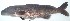  ( - AES23_GKE-C065)  @11 [ ] Unspecified (default): All Rights Reserved (2022) Aquatic Ecosystem Services (AES) Unspecified
