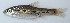  ( - AES23_GKE-H006)  @11 [ ] Unspecified (default): All Rights Reserved (2022) Aquatic Ecosystem Services (AES) Unspecified