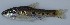  ( - AES23_GKE-H006)  @11 [ ] Unspecified (default): All Rights Reserved (2022) Aquatic Ecosystem Services (AES) Unspecified