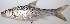  ( - AES23_GKE-J100)  @11 [ ] Unspecified (default): All Rights Reserved (2022) Aquatic Ecosystem Services (AES) Unspecified