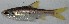  ( - AES23_GKE-M003)  @11 [ ] Unspecified (default): All Rights Reserved (2022) Aquatic Ecosystem Services (AES) Unspecified