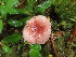  ( - iNat96552630)  @11 [ ] some rights reserved (CC BY) (2021) Kathleen Dobson Unspecified