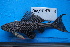  ( - CH711-FSCH600)  @11 [ ] CreativeCommons - Attribution (2017) Alfonso Ángel González Díaz ECOSUR