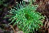  (Diphasiastrum thyoides - AVM31)  @11 [ ] CreativeCommons-Atribution Non-commercial Share -Alike (2019) Rafael F. del Castillo Instituto Politécnico Nacional