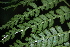 (Marattia - AVM42)  @11 [ ] CreativeCommons-Atribution Non-commercial Share -Alike (2019) Rafael F. del Castillo Instituto Politécnico Nacional
