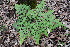  (Pteridium feei - AVM247)  @11 [ ] CreativeCommons-Atribution Non-commercial Share -Alike (2019) Rafael F. del Castillo Instituto Politécnico Nacional