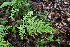  ( - AVM267g)  @11 [ ] CreativeCommons-Atribution Non-commercial Share -Alike (2019) Rafael F. del Castillo Instituto Politécnico Nacional
