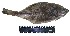 (Hippoglossoides dubius - YPK5K)  @13 [ ] Unspecified (default): All Rights Reserved  Unspecified Unspecified