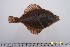  (Limanda punctatissima - YPK90-07)  @14 [ ] Unspecified (default): All Rights Reserved  Unspecified Unspecified