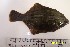  (Pseudopleuronectes obscurus - YPK42-07)  @14 [ ] Unspecified (default): All Rights Reserved  Unspecified Unspecified