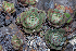  (Echeveria longissima var. aztatlensis - FESINV-10)  @11 [ ] by-nc-sa (2024) Luis E. de la Cruz FES Zaragoza, UNAM