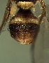  ( - BPC4273)  @11 [ ] Unspecified (default): All Rights Reserved  Bio-protection Research Centre Unspecified