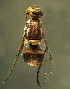  ( - BPC4273)  @11 [ ] Unspecified (default): All Rights Reserved  Bio-protection Research Centre Unspecified