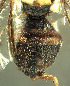  ( - BPC4317)  @11 [ ] Unspecified (default): All Rights Reserved  Bio-protection Research Centre Unspecified